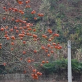 羰