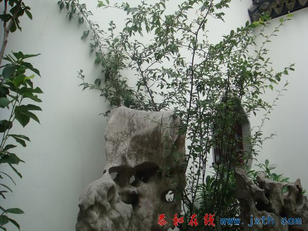 DSC01352.JPG