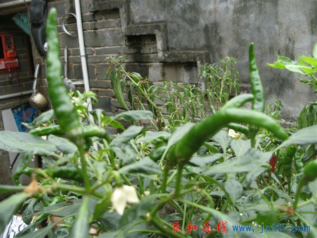 DSCF8356.JPG