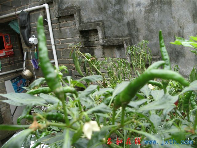 DSCF8357.JPG