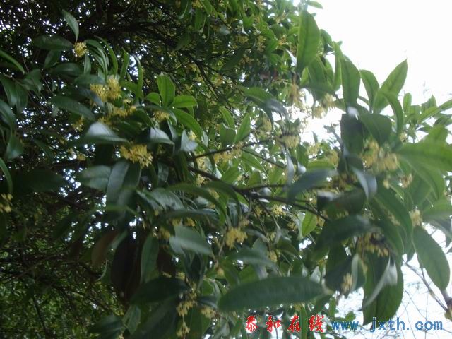 С DSC07922.JPG