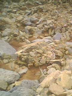IMG0170A.jpg