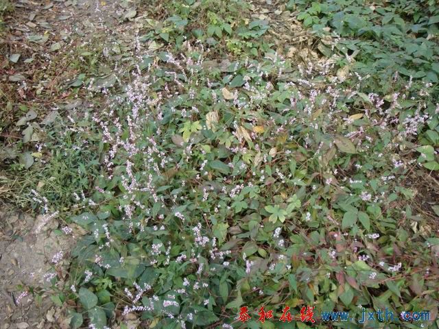 С DSC08781.JPG