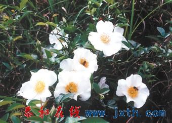 qq.jpg