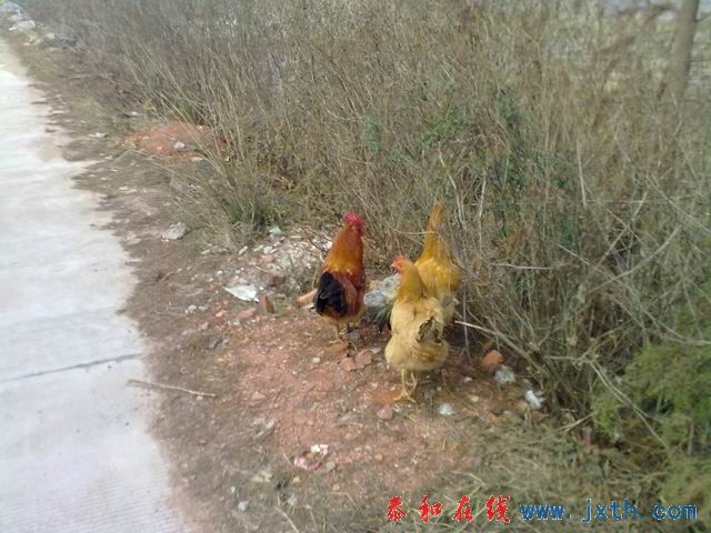 С 20101223188.jpg