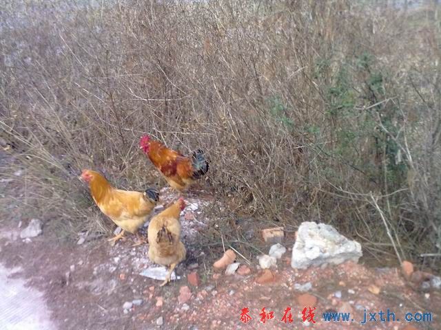 С 20101223189.jpg
