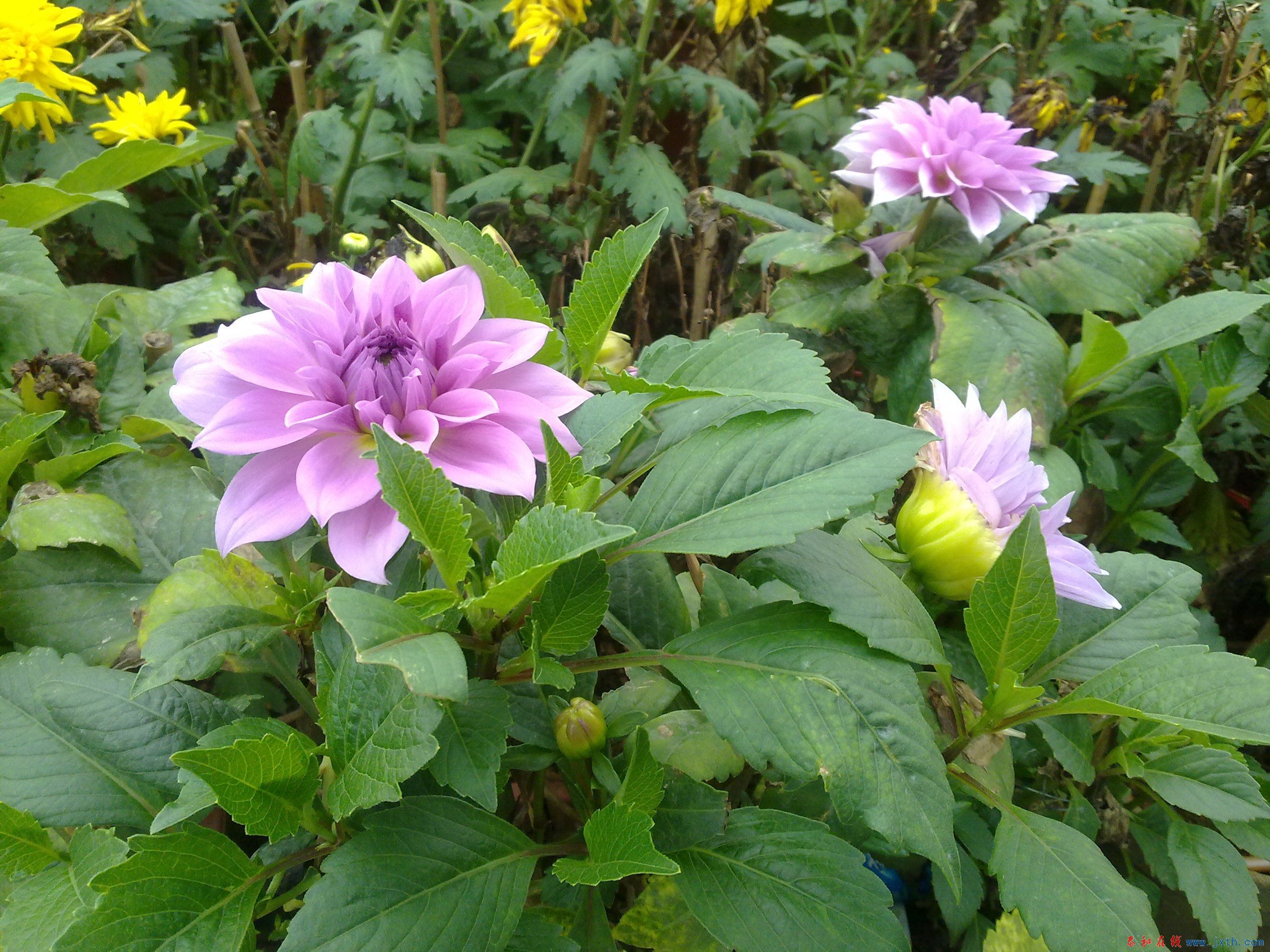 20100316014.jpg