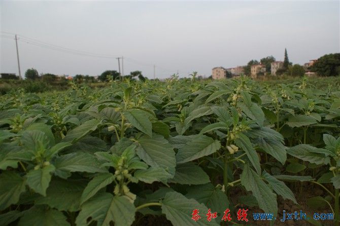 CAW3ML67.jpg
