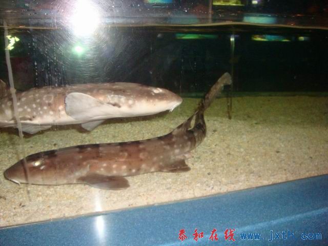 С DSC09662.JPG