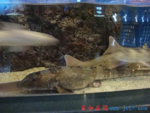 С DSC09665.JPG
