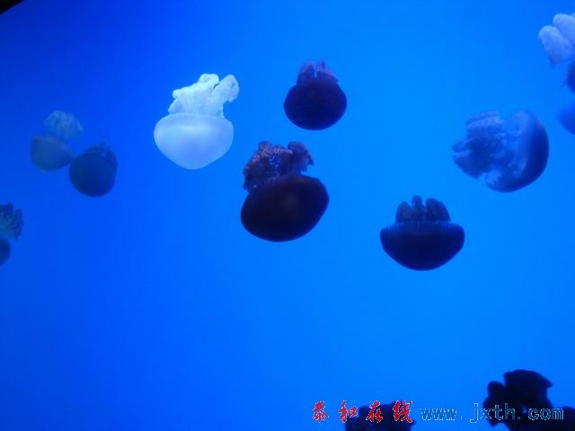 С DSC09696.JPG