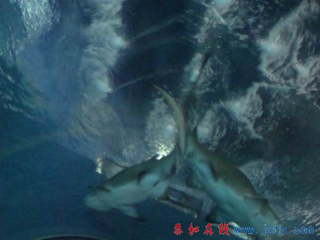 С DSC09730.JPG