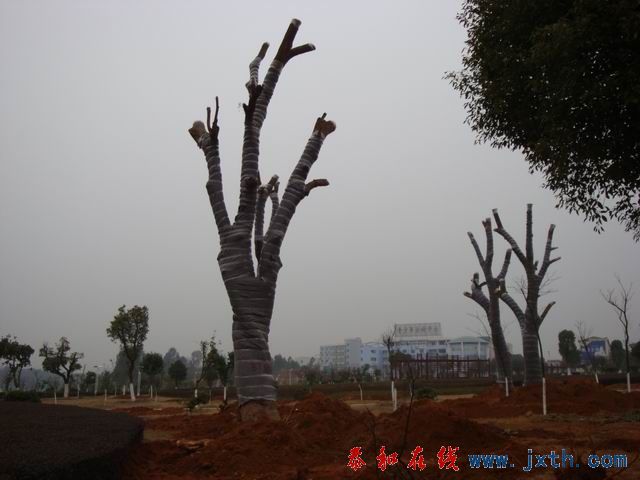 С DSC00166.JPG