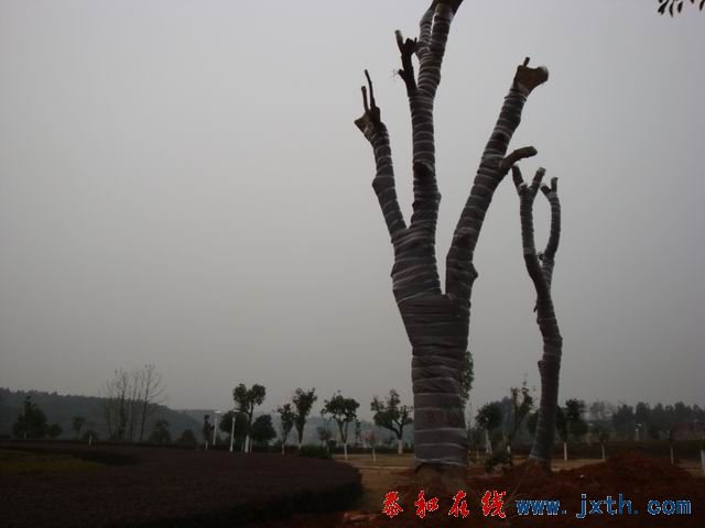 С DSC00167.JPG
