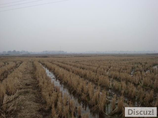 С DSC00411.JPG