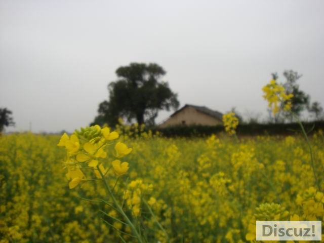С DSC00581.JPG