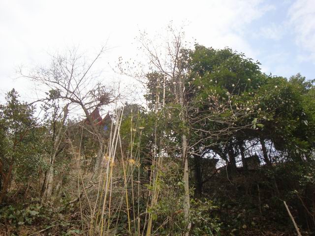 С DSC00535.JPG
