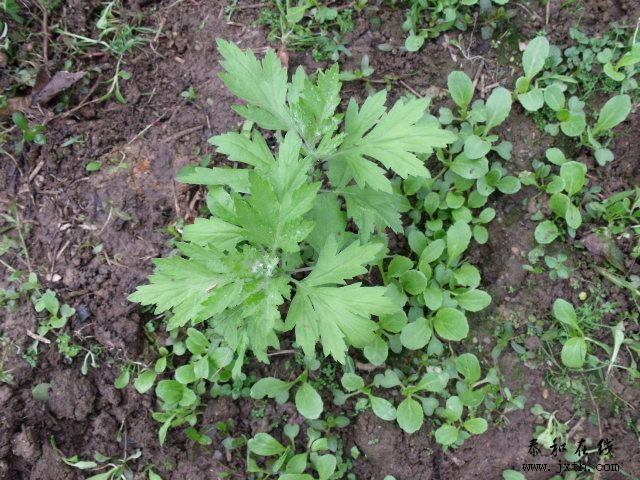 DSCF5139.JPG