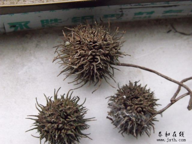 DSCF5493.JPG