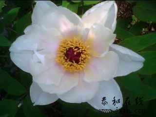 20110404_1539_0.jpg