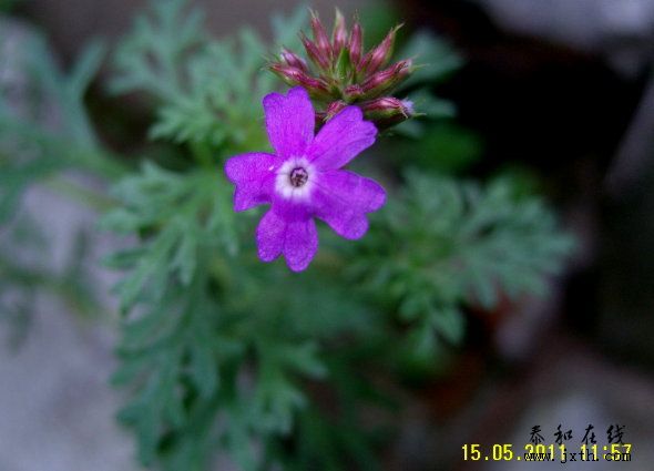 SNV10050.JPG