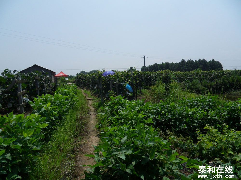 SDC12619.jpg