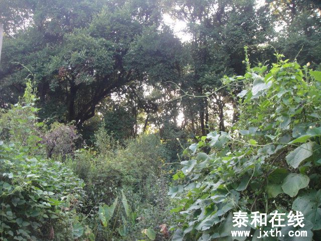 DSC06588.JPG