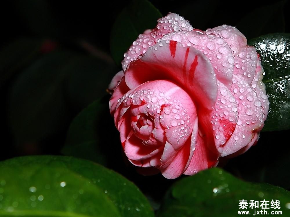 201201220155418151-1961100.jpg