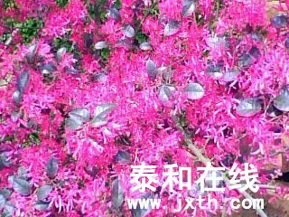 IMG0007B.jpg
