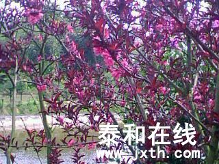 IMG0008B.jpg