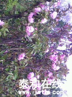IMG0009B.jpg