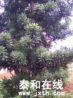 IMG0010A.jpg