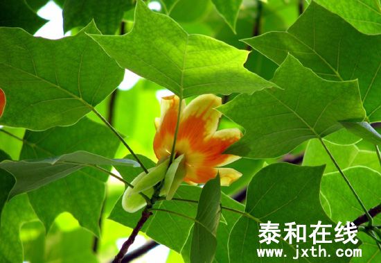 2011516105454281.jpg