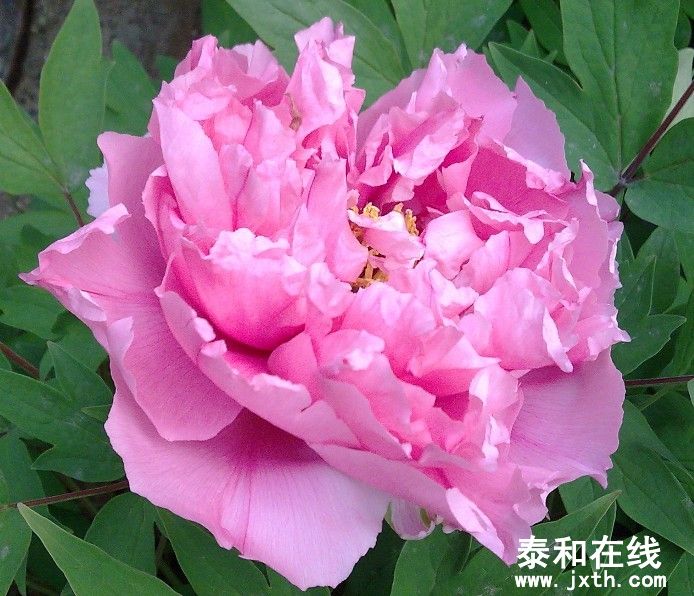 peony-2.jpg