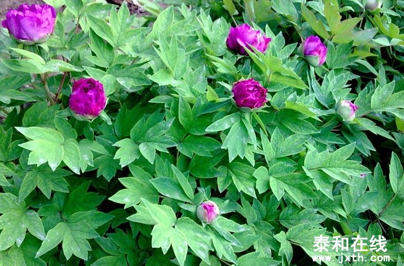 peony-3.jpg