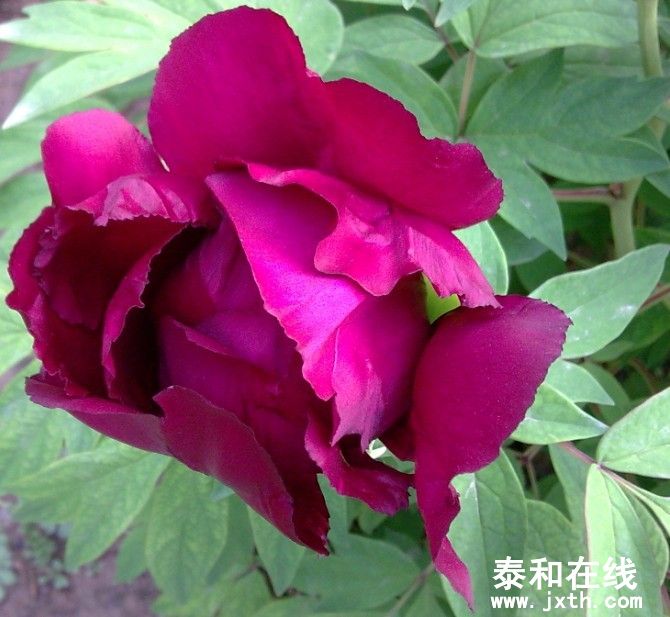 peony.jpg