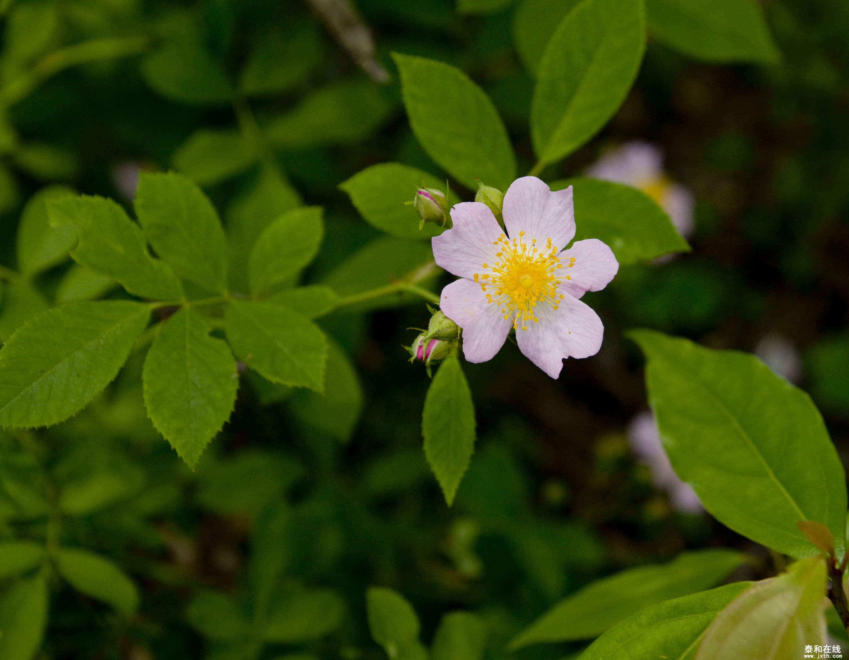 DSC_00072.JPG