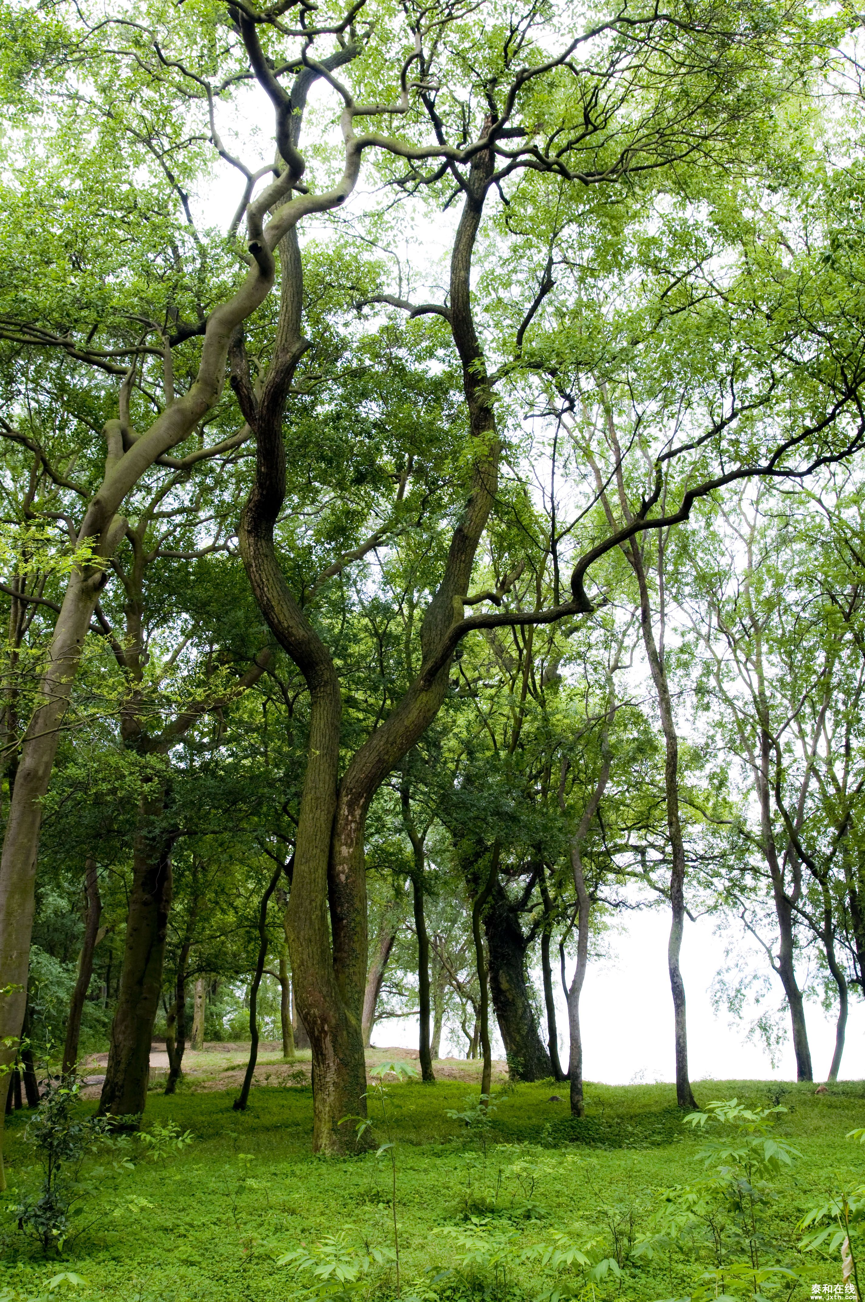 DSC_00832.JPG