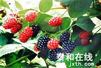 20096791354579.jpg
