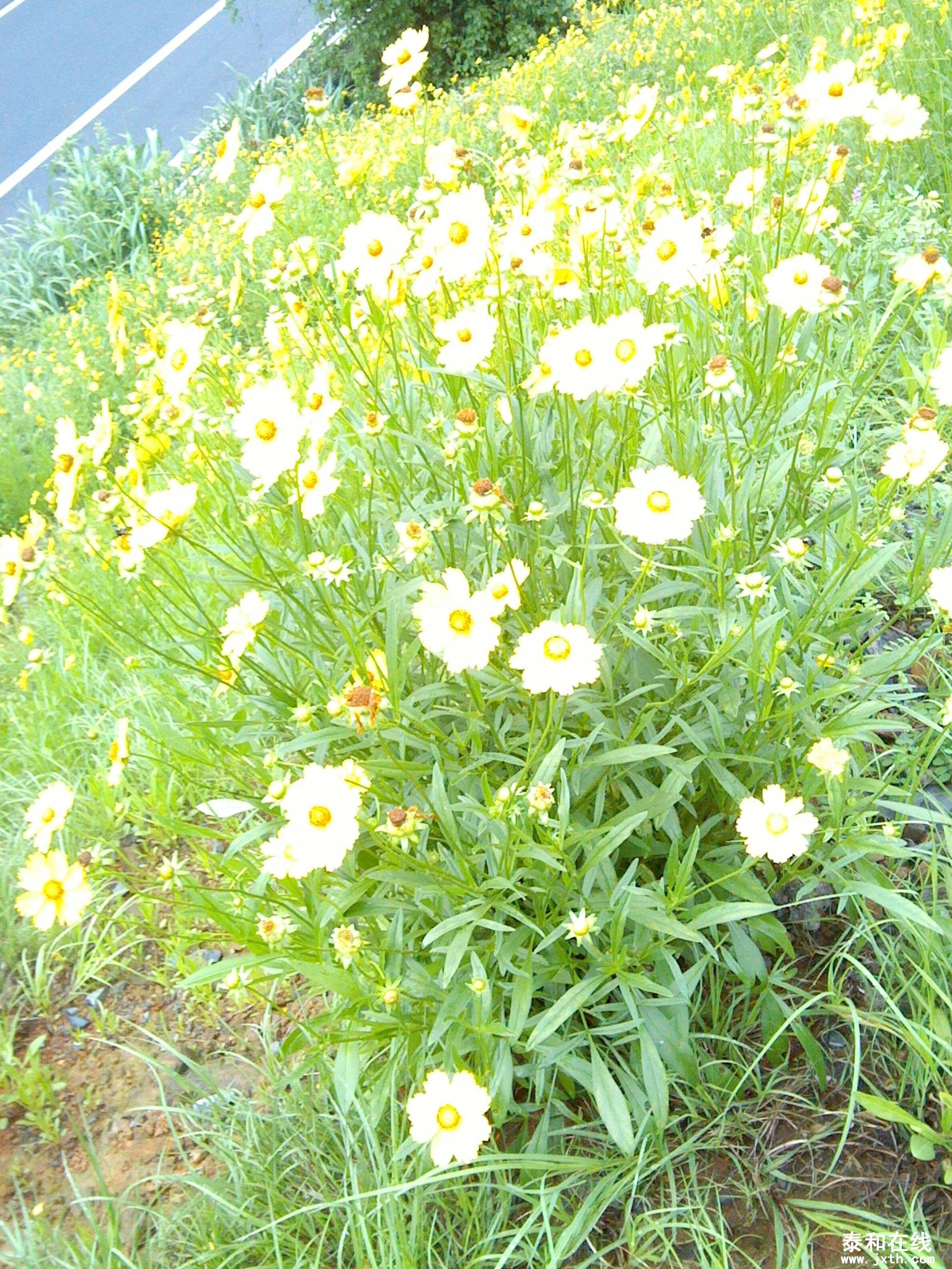 IMG_20120519_164238.jpg