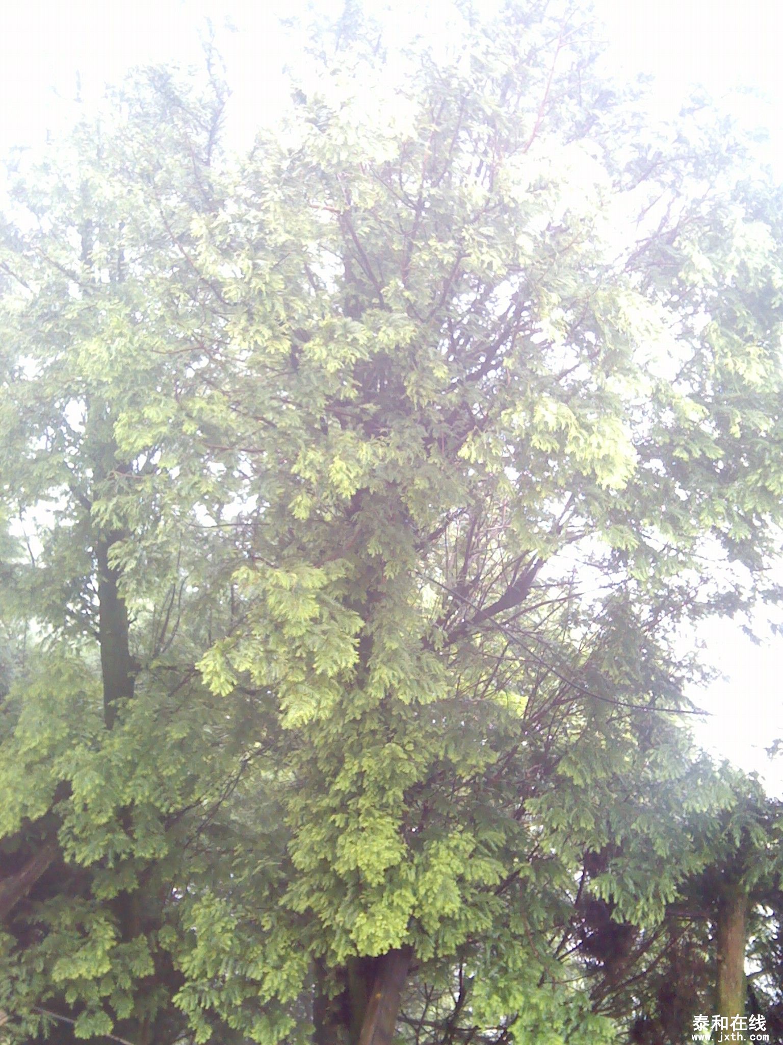 IMG_20120519_154623.jpg