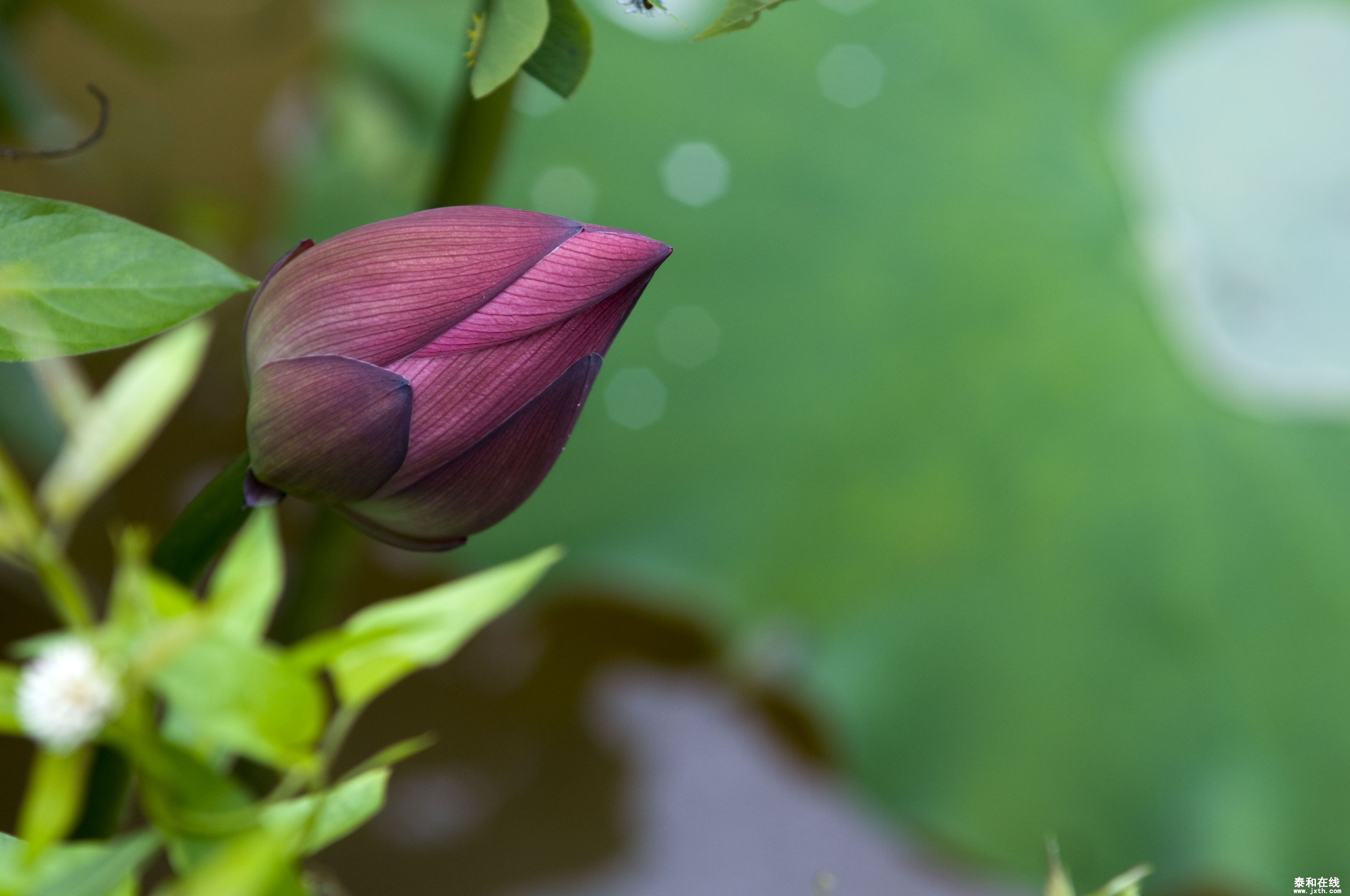 DSC_01602.JPG