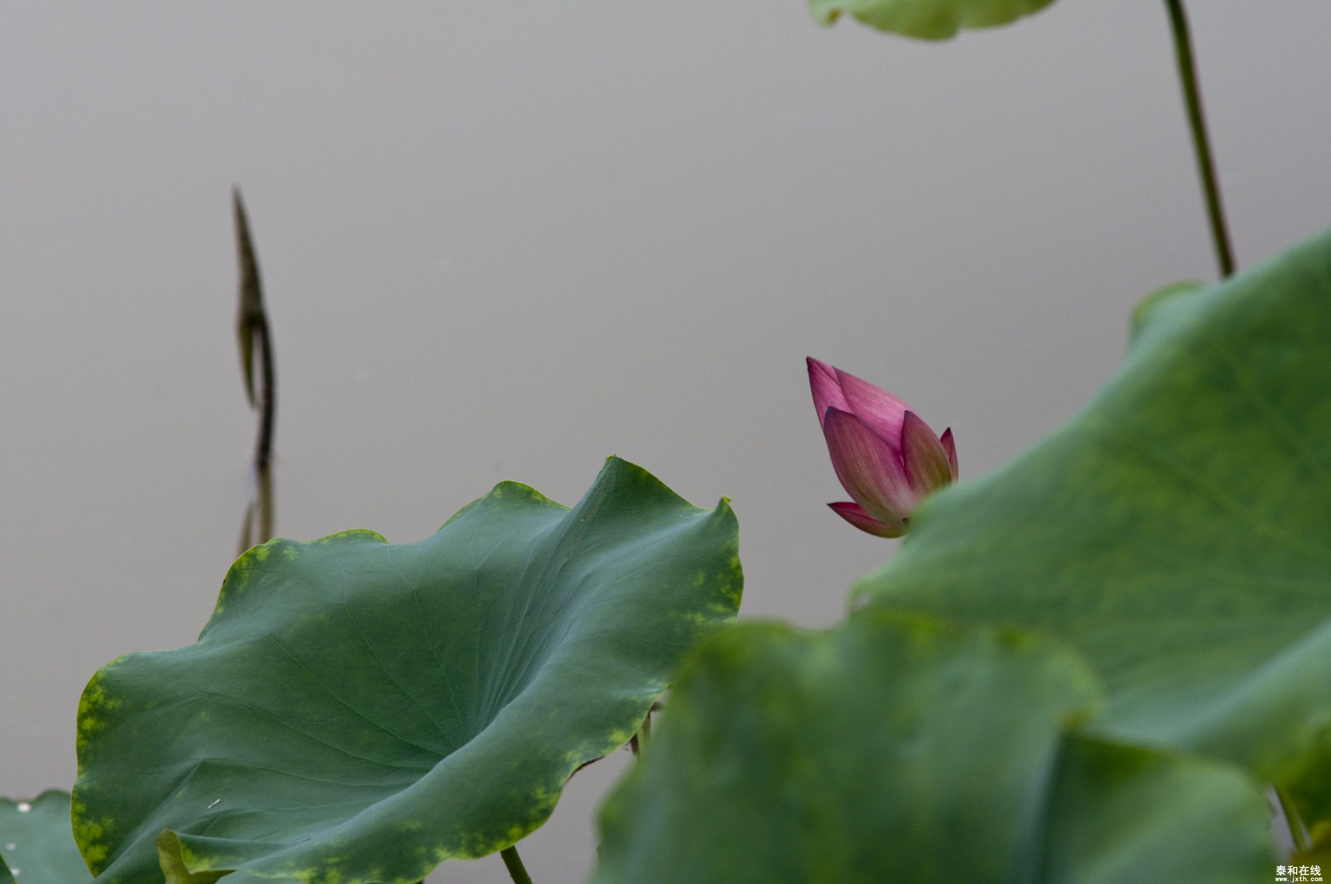 DSC_01742.JPG