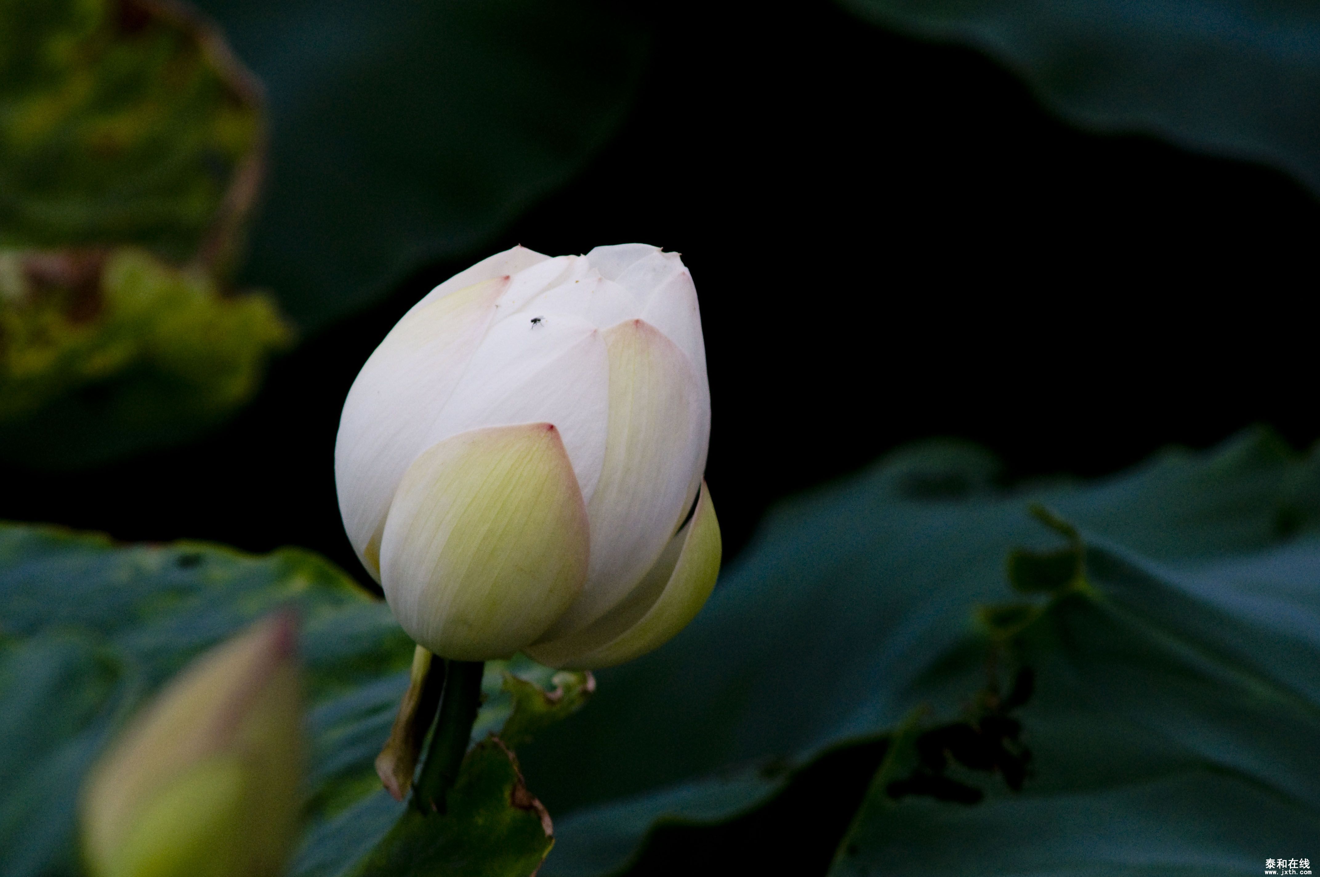 DSC_01812.JPG
