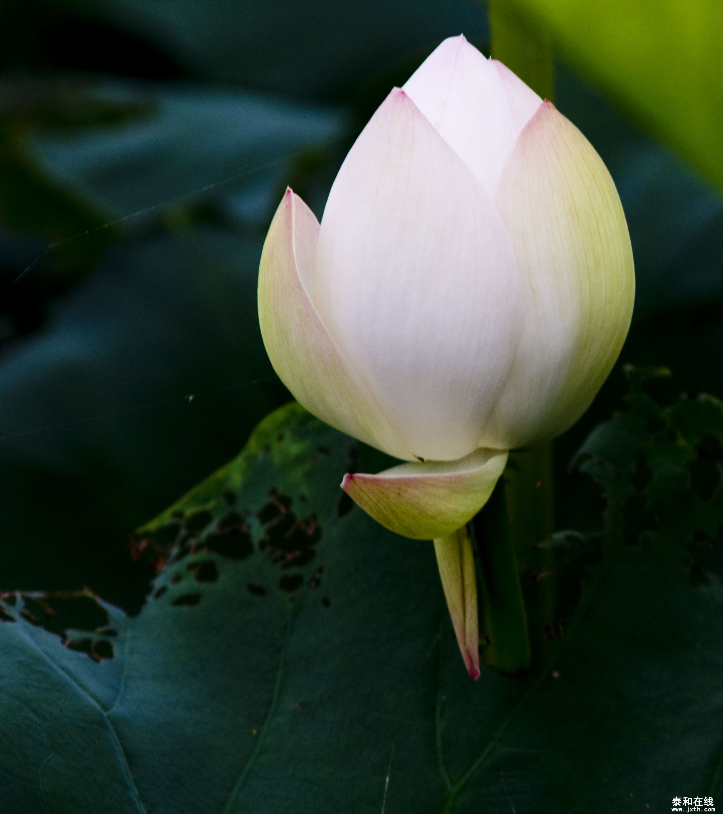 DSC_01992.JPG