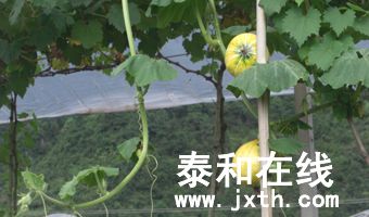 CIMG2617.jpg