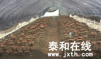 CIMG2527.jpg