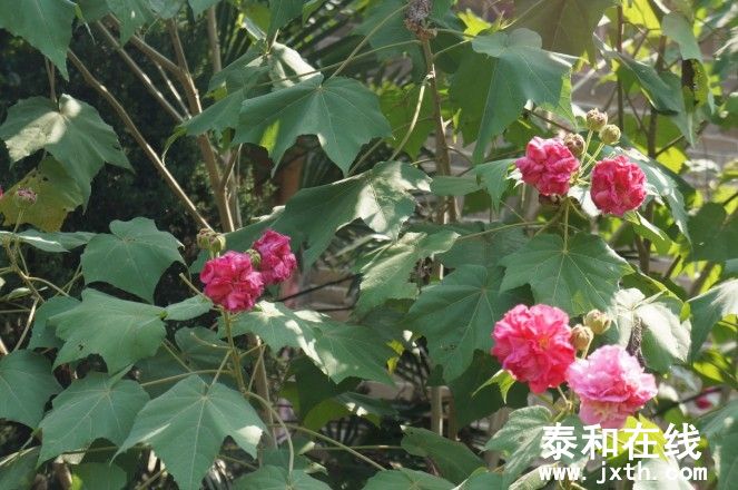 羰.jpg