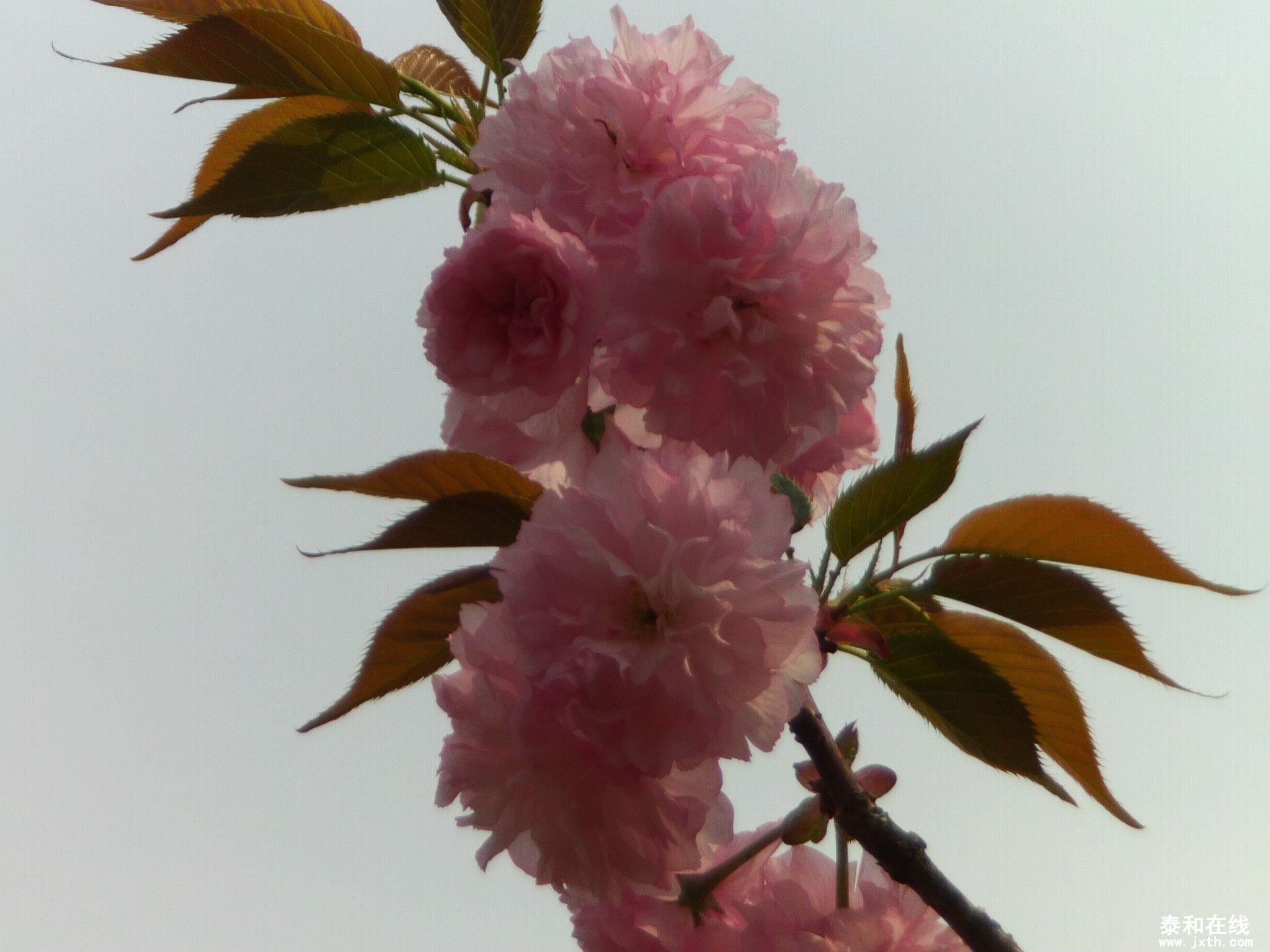 FILE0978.JPG