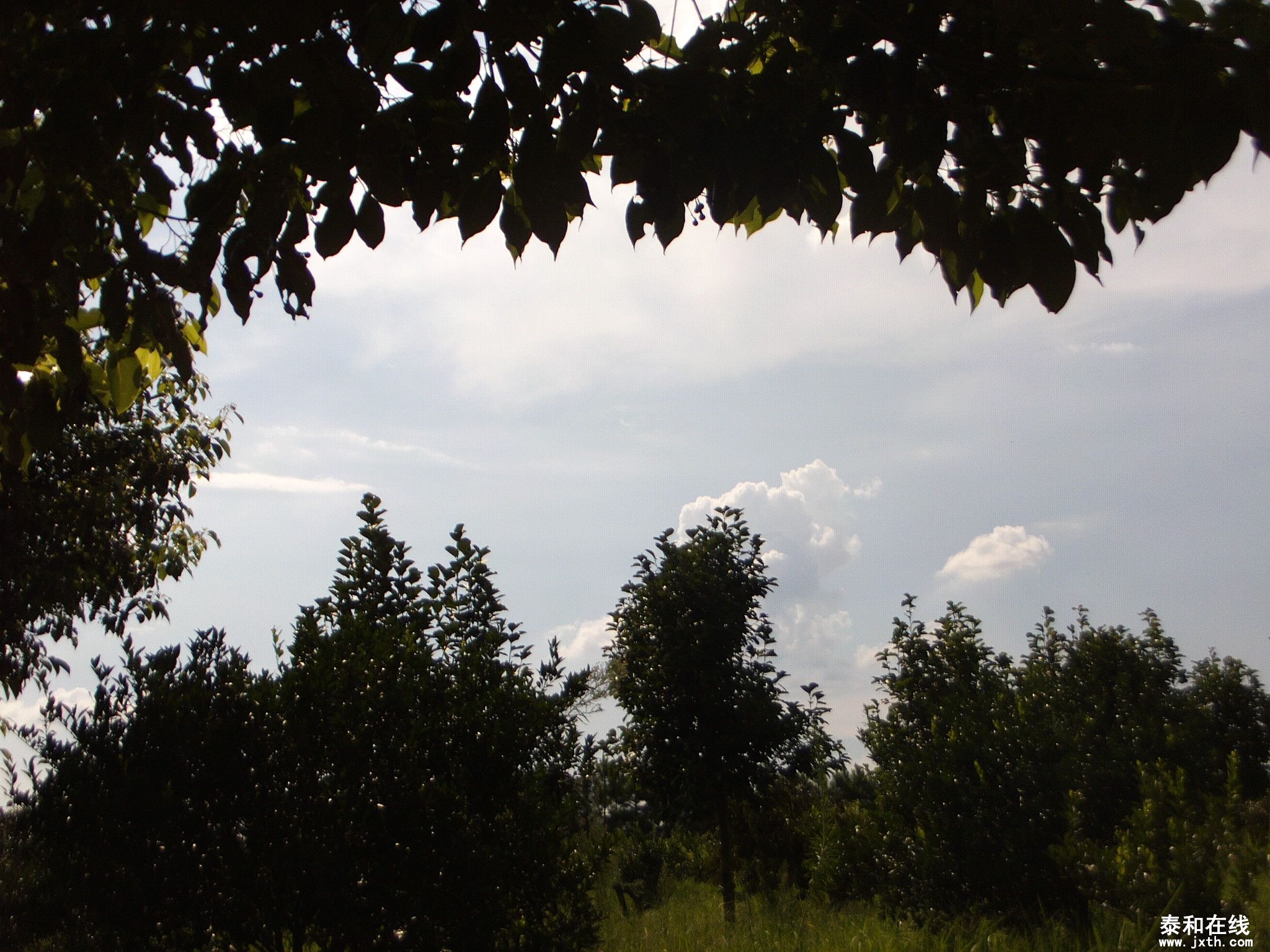 FILE1383.JPG